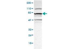 anti-Mastermind-Like Domain Containing 1 (MAMLD1) antibody