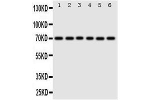 Image no. 2 for anti-Splicing Factor 1 (SF1) (AA 11-30), (N-Term) antibody (ABIN3044091)