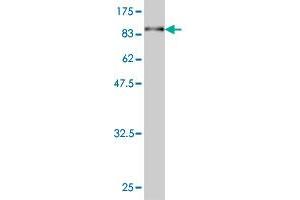 Anti Aspscr1 Anticorps 1 553 Produit Abin