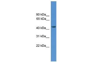Image no. 1 for anti-Synaptotagmin XII (SYT12) (N-Term) antibody (ABIN2788090)