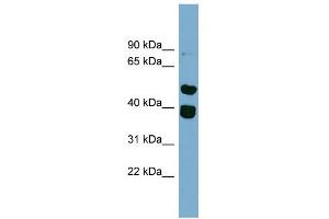 Image no. 1 for anti-Tripartite Motif Containing 49 (TRIM49) (Middle Region) antibody (ABIN2787531)