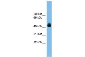 Image no. 1 for anti-G Protein-Coupled Receptor 87 (GPR87) (Middle Region) antibody (ABIN2775502)