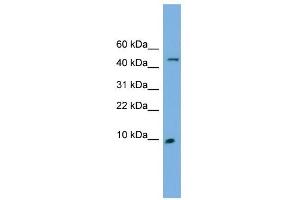 Image no. 1 for anti-Endosulfine alpha (ENSA) (N-Term) antibody (ABIN633083)
