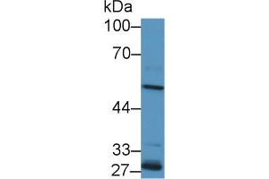 ALDH1A2 antibody  (AA 1-422)