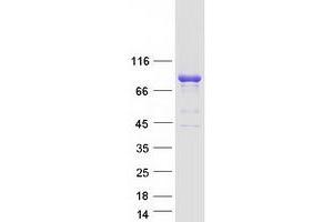 Image no. 1 for rho Guanine Nucleotide Exchange Factor (GEF) 7 (ARHGEF7) (Transcript Variant 2) protein (Myc-DYKDDDDK Tag) (ABIN2714894)