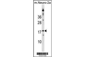 Image no. 2 for anti-Ribosomal Protein L30 (RPL30) (AA 1-30), (N-Term) antibody (ABIN1881761)