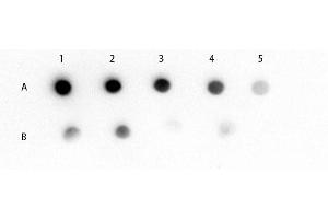 Dot Blot of Mouse IgM mu chain (GOAT) Antibody Dot Blot of Mouse IgM (mu chain) (GOAT) Antibody.