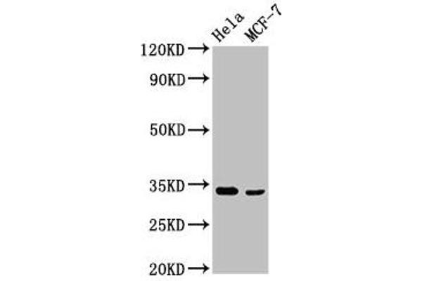 NFKBID 抗体  (AA 1-150)