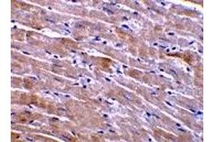 Image no. 2 for anti-GDNF Family Receptor alpha 3 (GFRA3) (Middle Region) antibody (ABIN1030939)