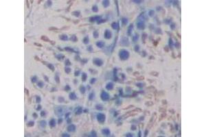 Image no. 2 for anti-UDP Glycosyltransferase 8 (UGT8) (AA 198-541) antibody (ABIN1860904)