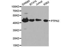 Image no. 1 for anti-Protein tyrosine Phosphatase, Non-Receptor Type 2 (PTPN2) antibody (ABIN3022585)