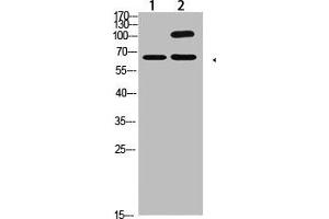 COL13A1 antibody  (AA 41-90)