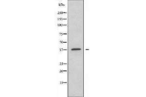 Image no. 1 for anti-Y Box Binding Protein 2 (YBX2) antibody (ABIN6256993)