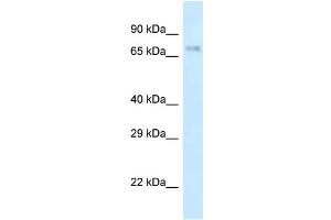 Image no. 1 for anti-Amyloid beta (A4) Precursor Protein-Binding, Family B, Member 2 (APBB2) (N-Term) antibody (ABIN2786291)