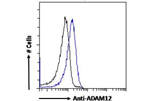 Image no. 3 for anti-ADAM Metallopeptidase Domain 12 (ADAM12) (N-Term) antibody (ABIN185301)