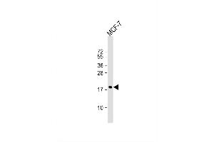 Image no. 4 for anti-Cofilin 1 (CFL1) (AA 70-98) antibody (ABIN650759)