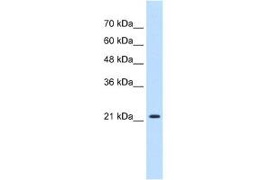 Image no. 1 for anti-Progesterone Receptor Membrane Component 1 (PGRMC1) (N-Term) antibody (ABIN2782728)
