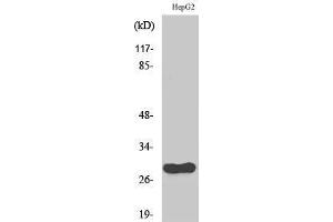 Image no. 1 for anti-Cell Division Cycle Associated 3 (CDCA3) (C-Term) antibody (ABIN3183827)