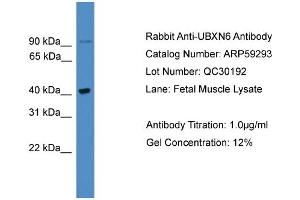 UBXN6 antibody  (C-Term)