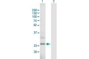 Western Blot analysis of ARPC5L expression in transfected 293T cell line by ARPC5L MaxPab polyclonal antibody.