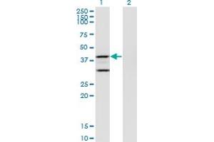 Image no. 2 for anti-Prostaglandin E Synthase 2 (PTGES2) (AA 270-377) antibody (ABIN566425)