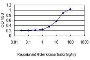 GABBR1 antibody  (AA 52-151)