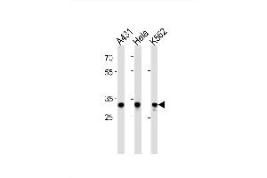Image no. 1 for anti-Amyloid beta (A4) Precursor Protein-Binding, Family B, Member 3 (APBB3) (AA 187-214) antibody (ABIN1881064)