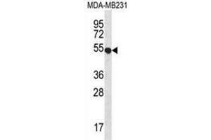 Image no. 2 for anti-G Protein-Coupled Receptor 34 (GPR34) (AA 239-269), (Middle Region) antibody (ABIN952609)