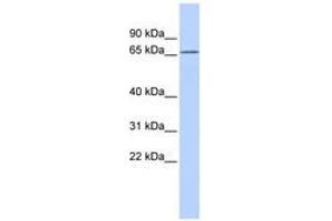 Image no. 1 for anti-Potassium Voltage-Gated Channel, Subfamily G, Member 1 (KCNG1) (AA 108-157) antibody (ABIN6740426)