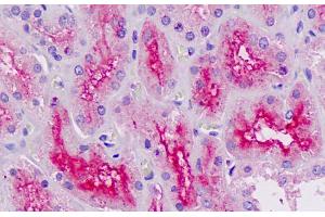 ABIN571089 (5µg/ml) staining of paraffin embedded Human Kidney.