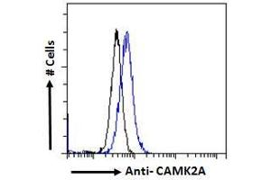Image no. 4 for anti-Calcium/calmodulin-Dependent Protein Kinase II alpha (CAMK2A) (Internal Region) antibody (ABIN570984)