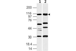 Image no. 1 for anti-Ubiquitin-Like Modifier Activating Enzyme 6 (UBA6) (AA 710-955) antibody (ABIN5027617)