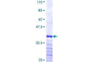 AGFG2 Protein (AA 131-228) (GST tag)