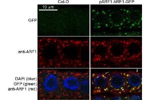 Image no. 1 for anti-ADP-Ribosylation Factor 1 (ARF1) antibody (ABIN2688655)
