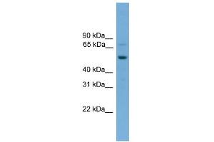 Image no. 1 for anti-SKI-Like Oncogene (SKIL) (Middle Region) antibody (ABIN2787539)