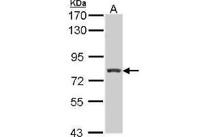 Image no. 1 for anti-Regulatory Factor X 3 (RFX3) (Internal Region) antibody (ABIN2855503)