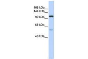 Image no. 1 for anti-Nucleolar Protein 6 (NOL6) (AA 36-85) antibody (ABIN6740705)