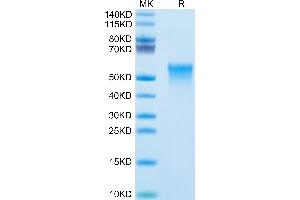 TNFRSF4 Protein (Tumor Necrosis Factor Receptor Superfamily, Member 4) (His-Avi Tag)