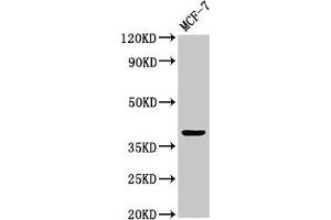 Western Blot Positive WB detected in: MCF-7 whole cell lysate All lanes: ATOH1 antibody at 3.