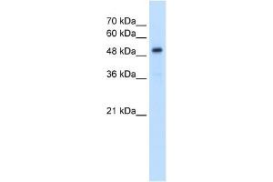 anti-Solute Carrier Family 1 Member 5 (SLC1A5) antibody