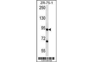 Image no. 1 for anti-Cleavage Stimulation Factor, 3' Pre-RNA, Subunit 3, 77kDa (CSTF3) (AA 556-585), (C-Term) antibody (ABIN657977)