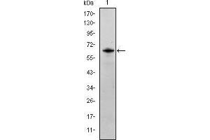 Image no. 3 for anti-FYN Oncogene Related To SRC, FGR, YES (FYN) antibody (ABIN969159)