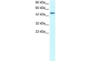 Image no. 1 for anti-CREB3 Regulatory Factor (CREBRF) (Middle Region) antibody (ABIN1106832)