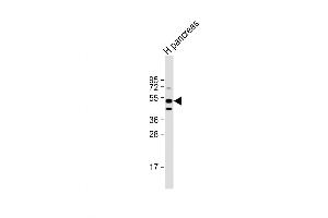Image no. 1 for anti-Gastric Inhibitory Polypeptide (GIP) (AA 104-136) antibody (ABIN5535110)