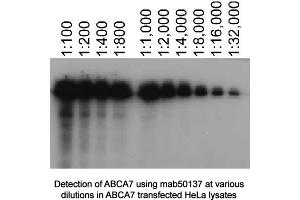 Image no. 1 for anti-ATP-Binding Cassette, Sub-Family A (ABC1), Member 7 (ABCA7) antibody (ABIN363291)