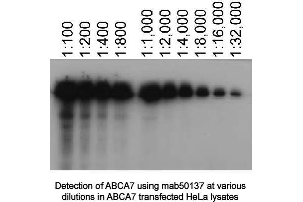 anti-ATP-Binding Cassette, Sub-Family A (ABC1), Member 7 (ABCA7) antibody