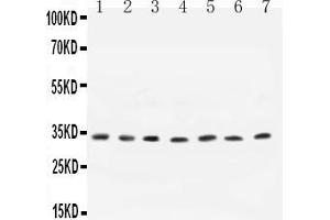 Image no. 1 for anti-Cyclin D1 (CCND1) (AA 19-37), (N-Term) antibody (ABIN5518654)