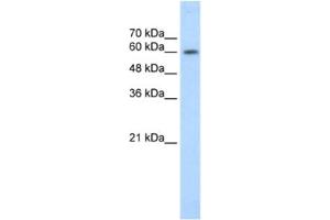 Image no. 1 for anti-Early B-Cell Factor 2 (EBF2) antibody (ABIN2461266)