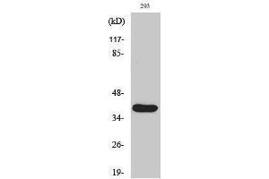 Image no. 1 for anti-Matrix Metallopeptidase 23 (MMP23) (cleaved), (Tyr79) antibody (ABIN3181816)