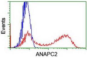 Image no. 1 for anti-Anaphase Promoting Complex Subunit 2 (ANAPC2) antibody (ABIN1496637)